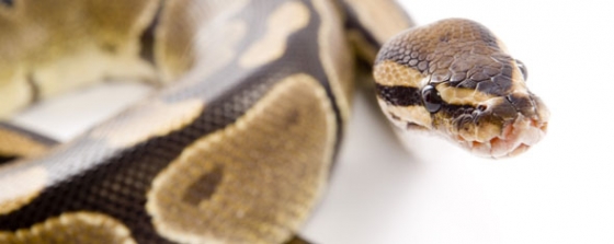 Snake venom and cancer research, Latino cancer rates, and other cancer news